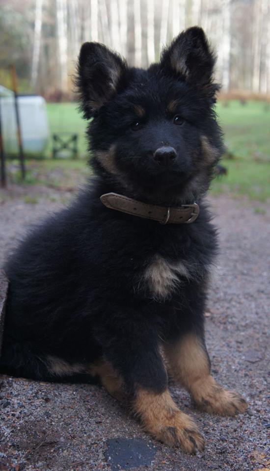 Brahms J. Lukato Gold