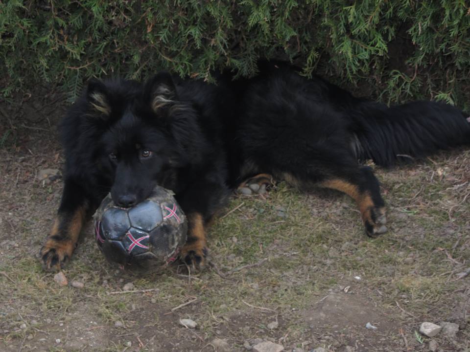 Marduk doma zabavil všechny balony. :)