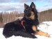 Francis Drake Vita canina - 7 měsíců