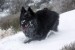 Milovaný Ixík si na rozdíl od našich holek užívá sníh! :)